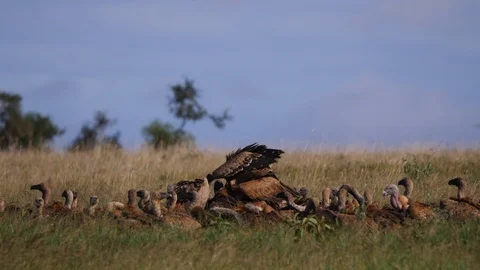 Vultures feeding on carcass Stock Footage 88561136