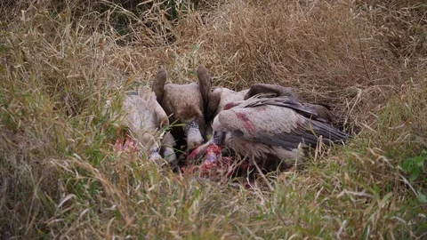 Vultures feeding on carcass Stock Footage 88568142