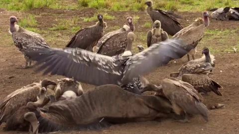 Vultures feeding on carcass Stock Footage 172426830