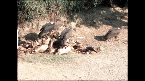 Vultures Feeding on Carcass Stock Footage 276292783