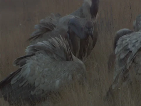 Vultures feeding Stock Footage 27342294