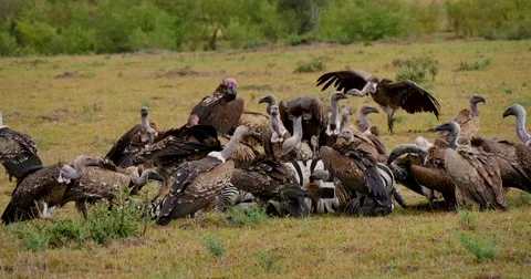 Vultures Feeding Stock Footage 60381782