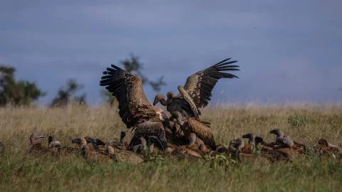 Vultures feeding on a kill Stock Photos