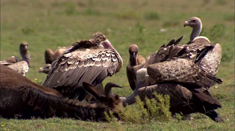 Vultures feeding on a wildebeest Stock Footage 55024953