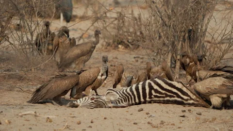 Vultures feeding on Zebra carcass, Botswana, Makgadikgadi Pans NP, 4K Stock Footage 334314733