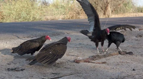 Vultures Fighting over Road Kill Stock Footage 39569747