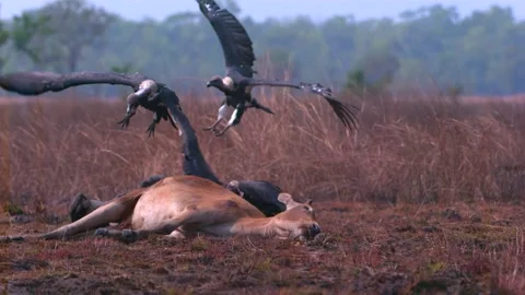 Vultures flying and attacking carcass Stock Footage 130966116