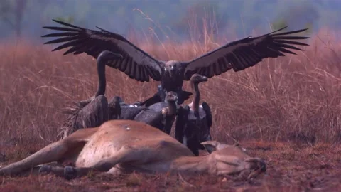 Vultures flying and attacking carcass slow Stock Footage 130966174
