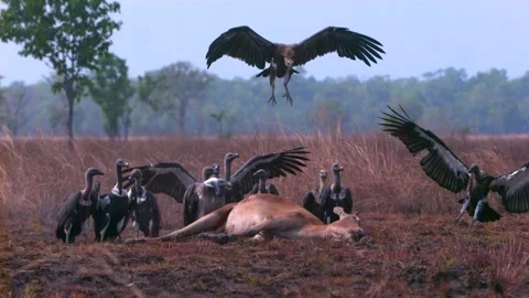Vultures flying and attacking carcass slow Video stock 130966177