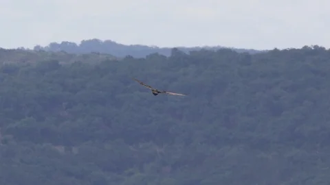 Vultures flying at eye level in slowmotion Stock Footage 93678700