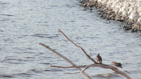 Vultures Flying Stock Footage 197568789