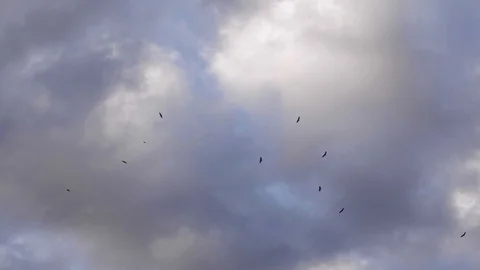 Vultures flying high in sky looking for prey during cloudy evening, Maasai Mara Stock Footage 113528982