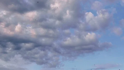 Vultures flying high in sky looking for prey during cloudy evening, Maasai Mara Stock Footage 113529645