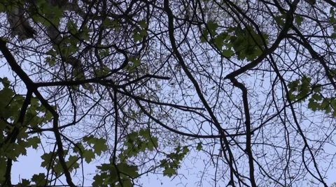 Vultures flying over above tree canopy on cloudy day Video stock 62925998