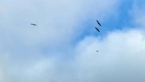 Vultures flying Stock Photos