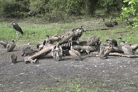 Vultures Stock Footage 96561