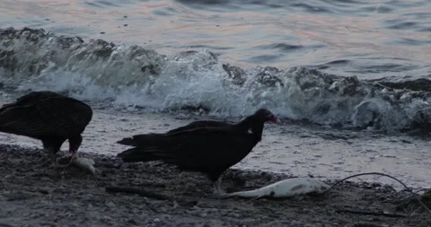 Vultures Stock Footage 197567808
