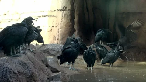 Vultures Stock Footage 271118743