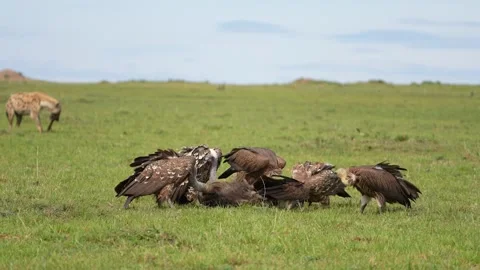Vultures Gathering Around a Carcass While Feeding Together on African Grassland Stock Footage 345836054