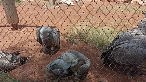 Vultures Inside Cage at Temara Zoo Morocco Stock Footage 343959498