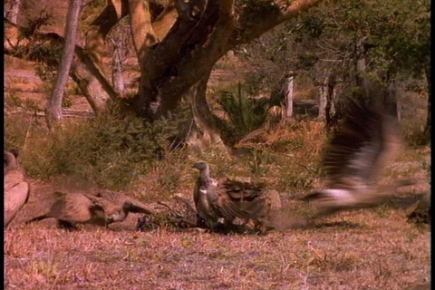 Vultures in Kenya feed on carcass Stock Footage 86752623