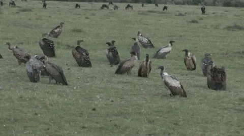 Vultures in Kenya Stock Footage