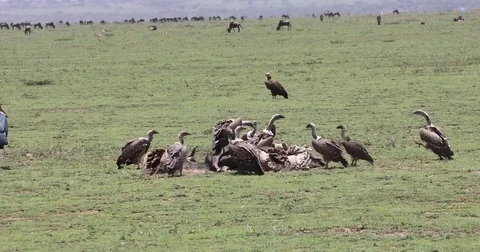 Vultures at kill, Serengeti, Tanzania, 4K Stock Footage