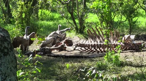 Vultures Move to Dead Hippo Video stock 58613655