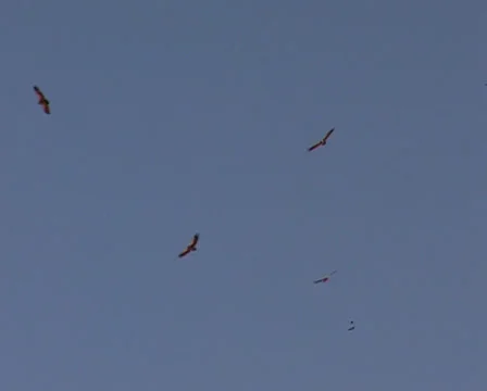 Vultures in the Namib Desert Stock Footage 36423604