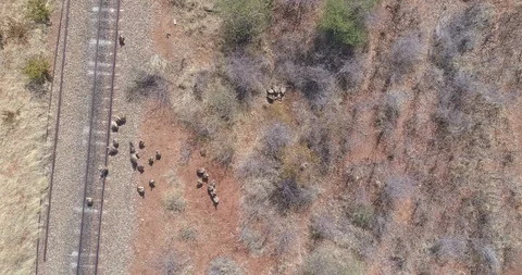 Vultures near rail track pulling in to squabble over scraps of flesh aerial Video stock 95911124