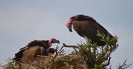 Vultures Nesting Stock Footage