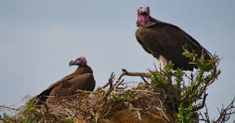 Vultures Nesting Stock Footage 60382682