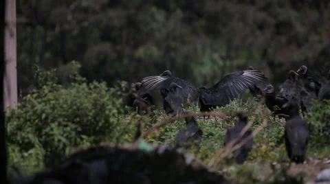 Vultures overlooking Guatemala Dump Stock Footage 61158057