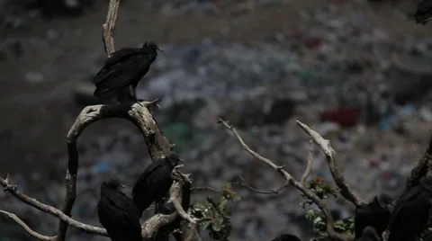 Vultures overlooking Guatemala Dump Stock Footage 61158111