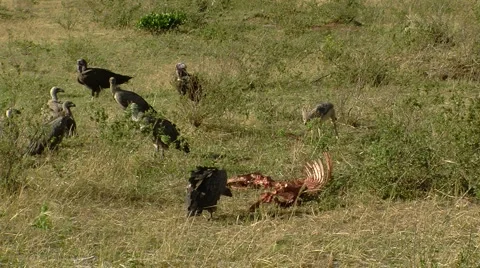 Vultures P2 Stockbeeldmateriaal 1002405