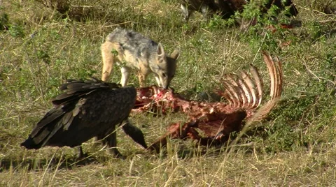 Vultures P3 스톡 동영상 1002841