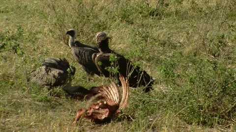 Vultures P5 Stock Footage 1003332