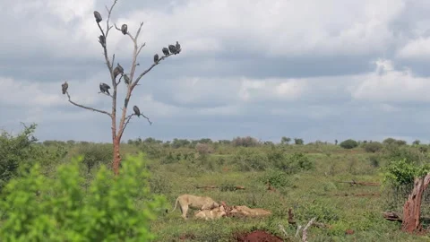Vultures perch in tree branches above lion pride feeding on recent kill Stock Footage 336541048