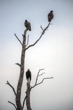 Vultures perched in a dead tree Foto stock