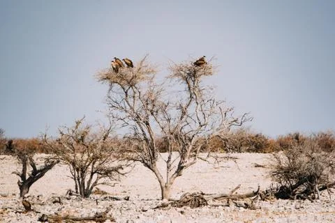 Vultures perched on a tree in the desert Stock Photos
