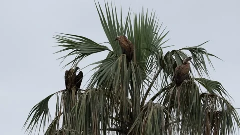 Vultures Perched on Tree Watching Surroundings | 4K Wildlife Footage 스톡 동영상 312202525
