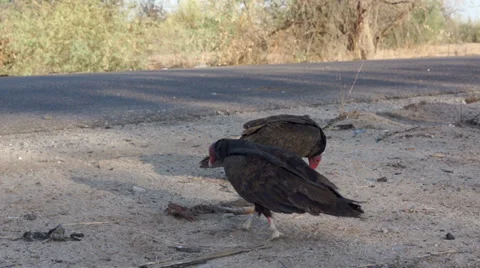 Vultures Picking Carcass Close 1 Stock Footage 39563184