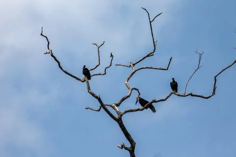 Vultures Resting on Bare Tree Branches in Suriname Stock Photos