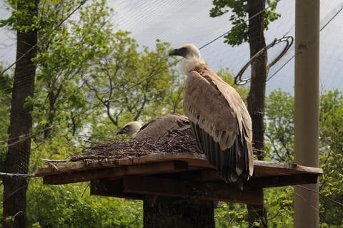 Vultures resting on a nest platform Stock Photos