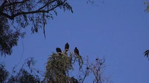 Vultures roost ,full roost Stock Footage 46192912