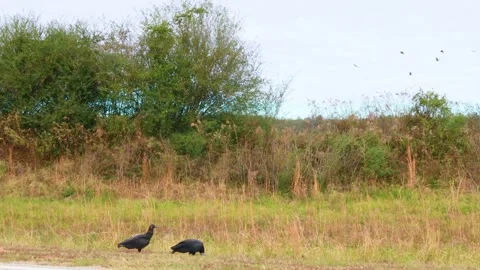 Vultures on the side of the road Stock Footage 143601118
