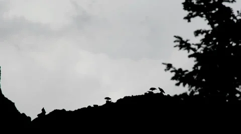 Vultures Silhouetted on Cliff Stock-Footage 32233525