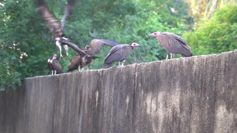 Vultures sitting and moving on a block wall Stock Footage 219594075