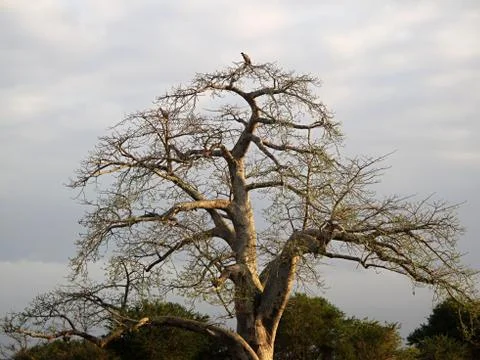 Vultures sitting on the tree Stock Photos