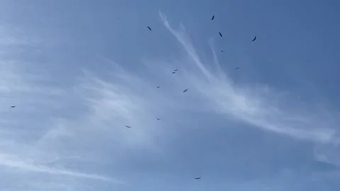 Vultures in the sky Stock Footage 170477179